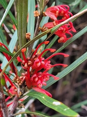 Grevillea dimorpha