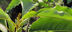 Graphium agamemnon