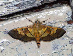 Orphanostigma