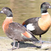 Australian Shelduck - Photo (c) Ry Beaver, some rights reserved (CC BY-NC)