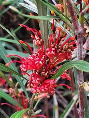 Grevillea dimorpha