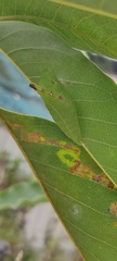 Graphium agamemnon