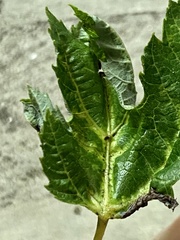Dasineura aceris