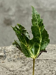 Dasineura aceris
