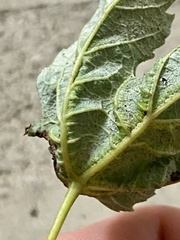 Dasineura aceris