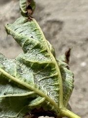 Dasineura aceris