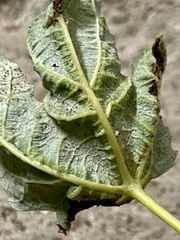 Dasineura aceris
