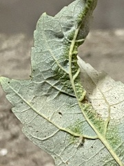 Dasineura aceris