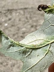 Dasineura aceris