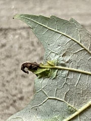 Dasineura aceris