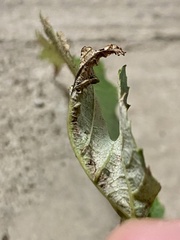 Dasineura aceris