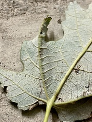 Dasineura aceris