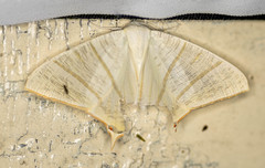 Ourapteryx sciticaudaria