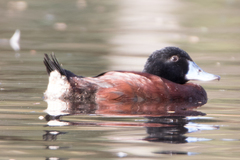 Blue-Billed Duck photo 3