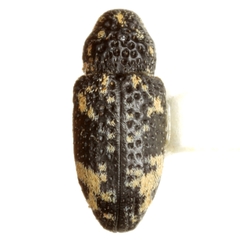 Tyloderma pseudofoveolatum