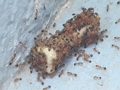 Trichomyrmex destructor