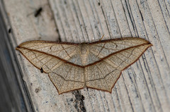 Timandra correspondens