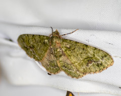 Myrioblephara harutai