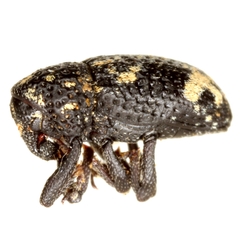 Tyloderma pseudofoveolatum