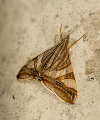 Agrioglypta zelimalis