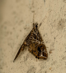 Paracymoriza