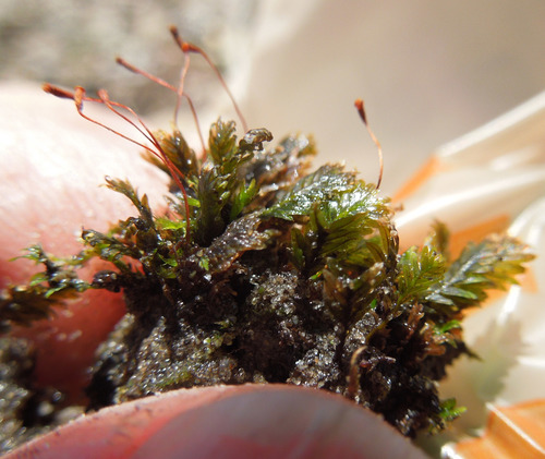 Rock Pocket-moss