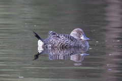 Blue-Billed Duck photo 2