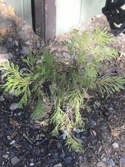 Calocedrus