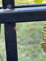 Oxyopes elegans