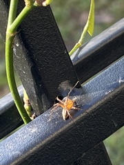 Oxyopes elegans