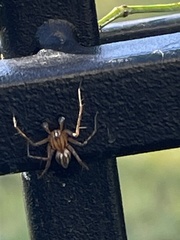 Oxyopes elegans