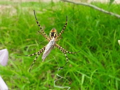 Argiope trifasciata