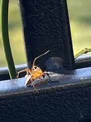 Oxyopes elegans