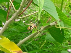 Argiope trifasciata