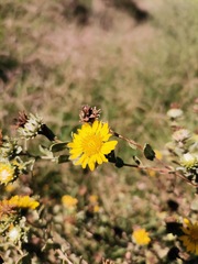 Grindelia oxylepis