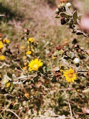 Grindelia oxylepis