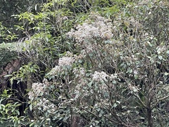 Olearia rani