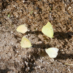 Abaeis mexicana