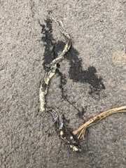 Orientocoluber spinalis