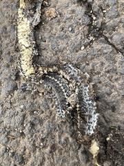 Orientocoluber spinalis