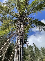 Cyathea cunninghamii