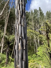 Cyathea cunninghamii