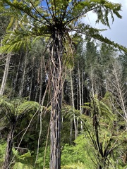 Cyathea cunninghamii