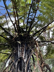 Cyathea cunninghamii