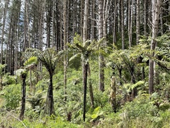 Cyathea cunninghamii