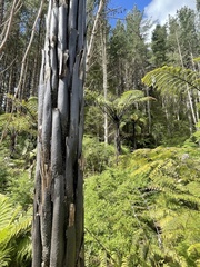 Cyathea cunninghamii