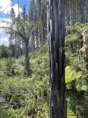 Cyathea cunninghamii