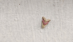 Eublemma roseana