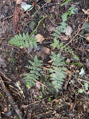 Polystichum silvaticum