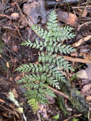 Polystichum silvaticum